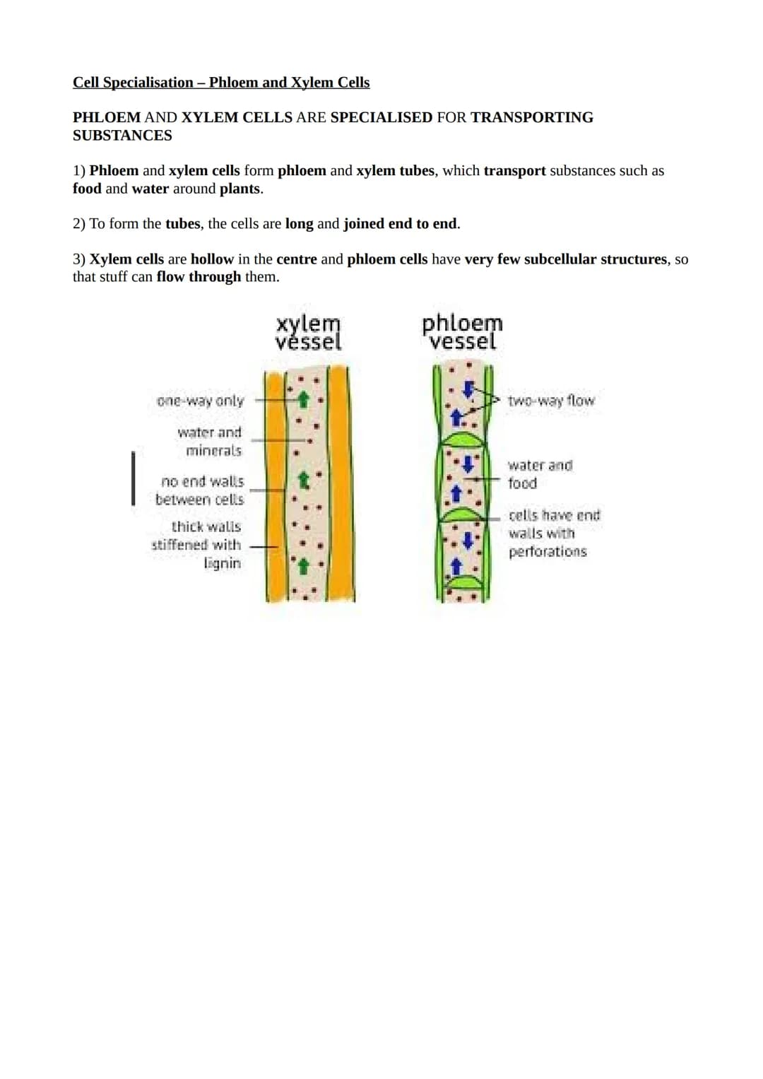 Cell Specialisation - Phloem and Xylem Cells
PHLOEM AND XYLEM CELLS ARE SPECIALISED FOR TRANSPORTING
SUBSTANCES
1) Phloem and xylem cells