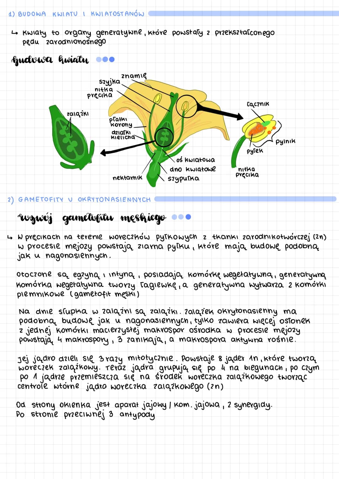 # wscing nasione
nasienne..
- organowce, dominaga sporofitu
- uniezależnienie rozmnażania prciowego
od wody-tagleшка ругкоша
-Kwiaty, Szys