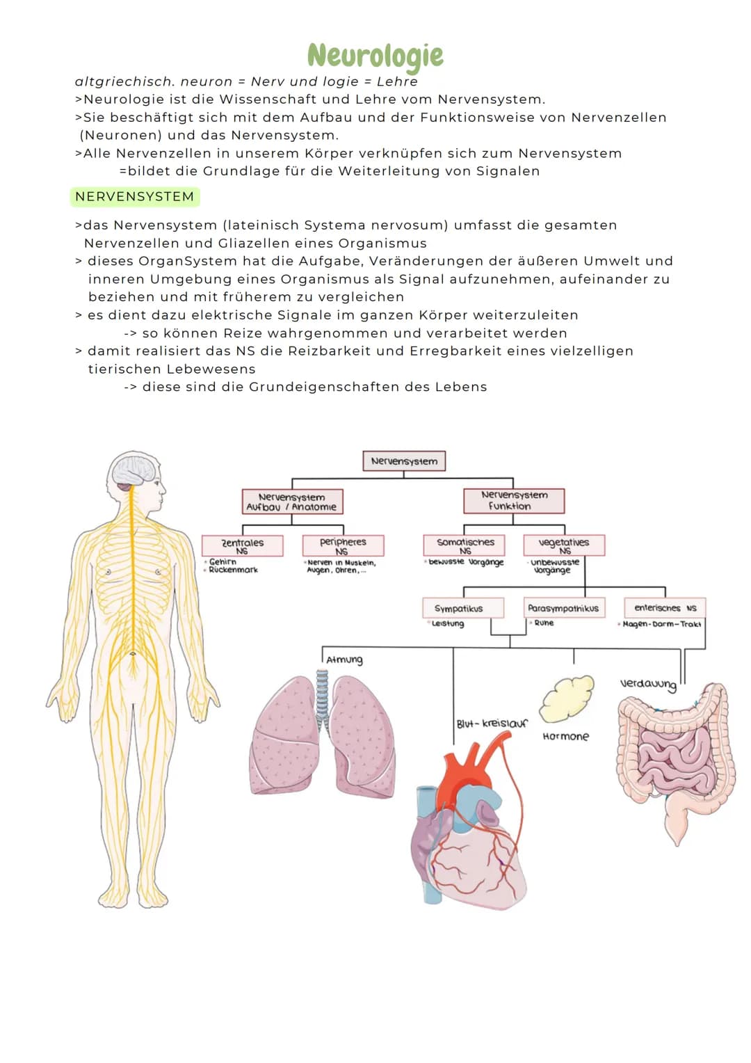 ABITURZUSAMMENFASSUNG
2023
Biologie LK
Neurobiologie # Neurologie
altgriechisch. neuron = Nerv und logie = Lehre
>Neurologie ist die Wis