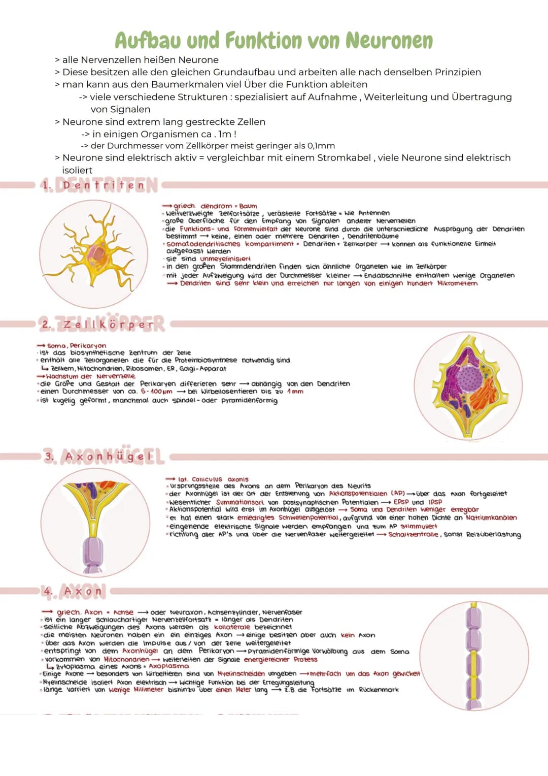ABITURZUSAMMENFASSUNG
2023
Biologie LK
Neurobiologie # Neurologie
altgriechisch. neuron = Nerv und logie = Lehre
>Neurologie ist die Wis