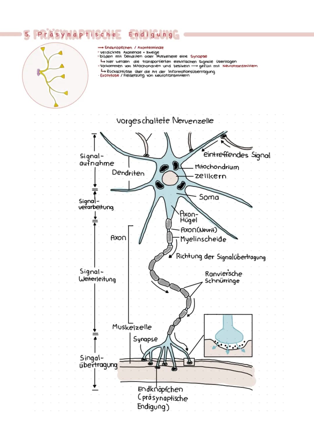 ABITURZUSAMMENFASSUNG
2023
Biologie LK
Neurobiologie # Neurologie
altgriechisch. neuron = Nerv und logie = Lehre
>Neurologie ist die Wis