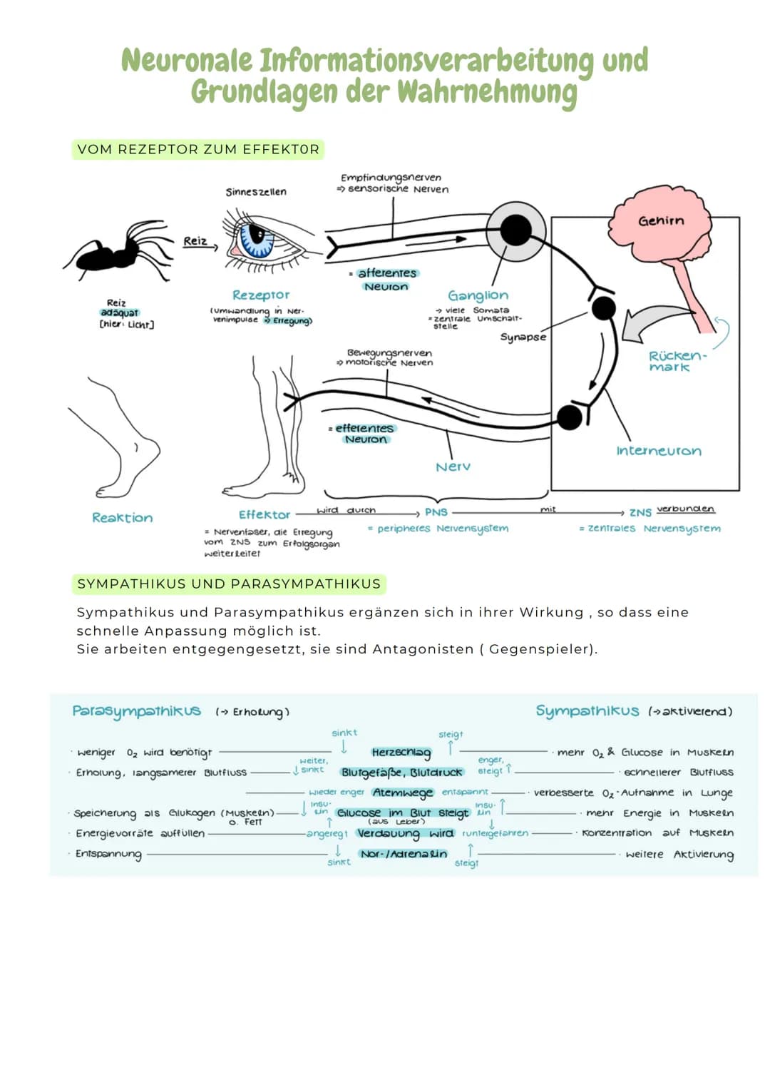 ABITURZUSAMMENFASSUNG
2023
Biologie LK
Neurobiologie # Neurologie
altgriechisch. neuron = Nerv und logie = Lehre
>Neurologie ist die Wis