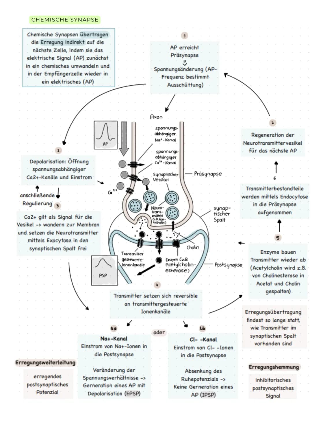 ABITURZUSAMMENFASSUNG
2023
Biologie LK
Neurobiologie # Neurologie
altgriechisch. neuron = Nerv und logie = Lehre
>Neurologie ist die Wis