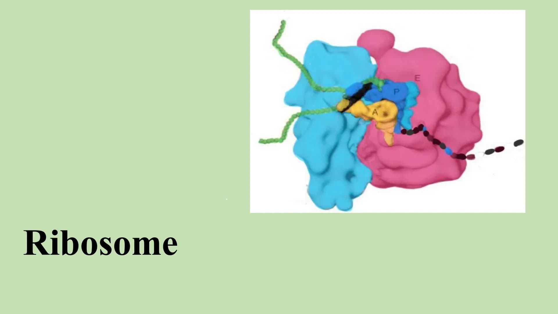 # Ribosome # Gliederung
* Vorkommen Ribosome
* Bau | Struktur
* Ribosonale Bindungsstelle
* Proteinbiosynthese
* Transkription
*