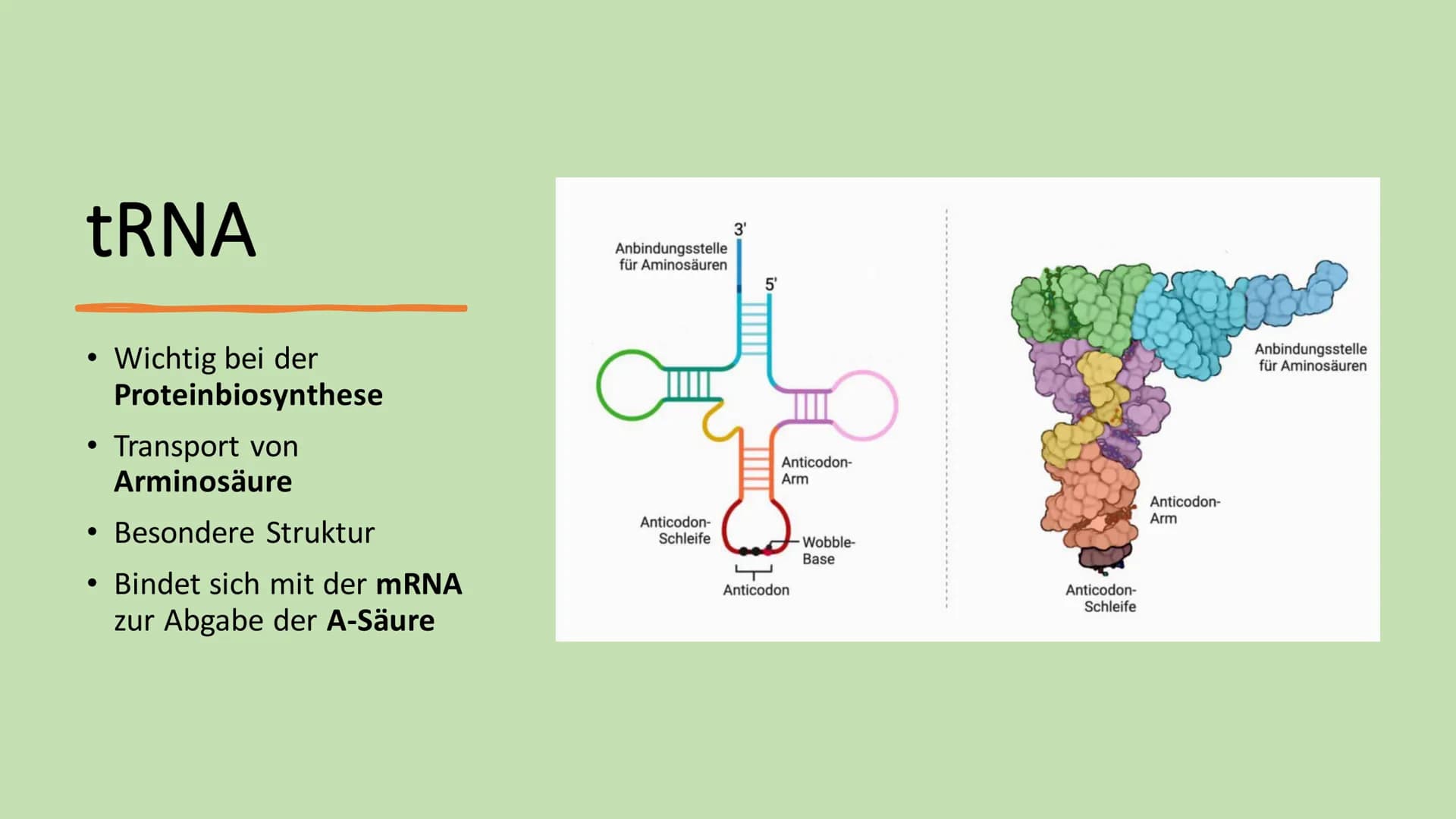 # Ribosome # Gliederung
* Vorkommen Ribosome
* Bau | Struktur
* Ribosonale Bindungsstelle
* Proteinbiosynthese
* Transkription
*