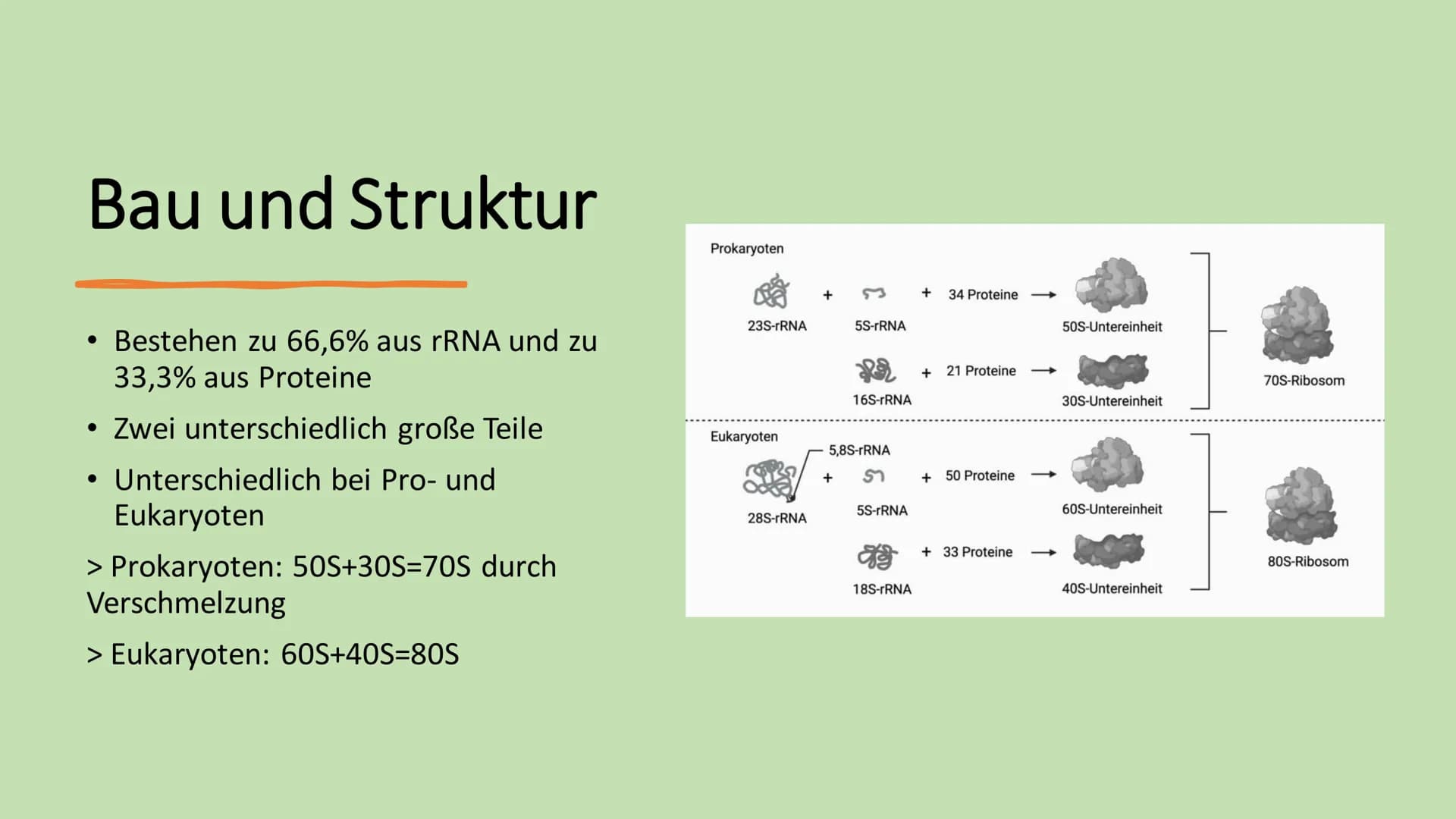 # Ribosome # Gliederung
* Vorkommen Ribosome
* Bau | Struktur
* Ribosonale Bindungsstelle
* Proteinbiosynthese
* Transkription
*