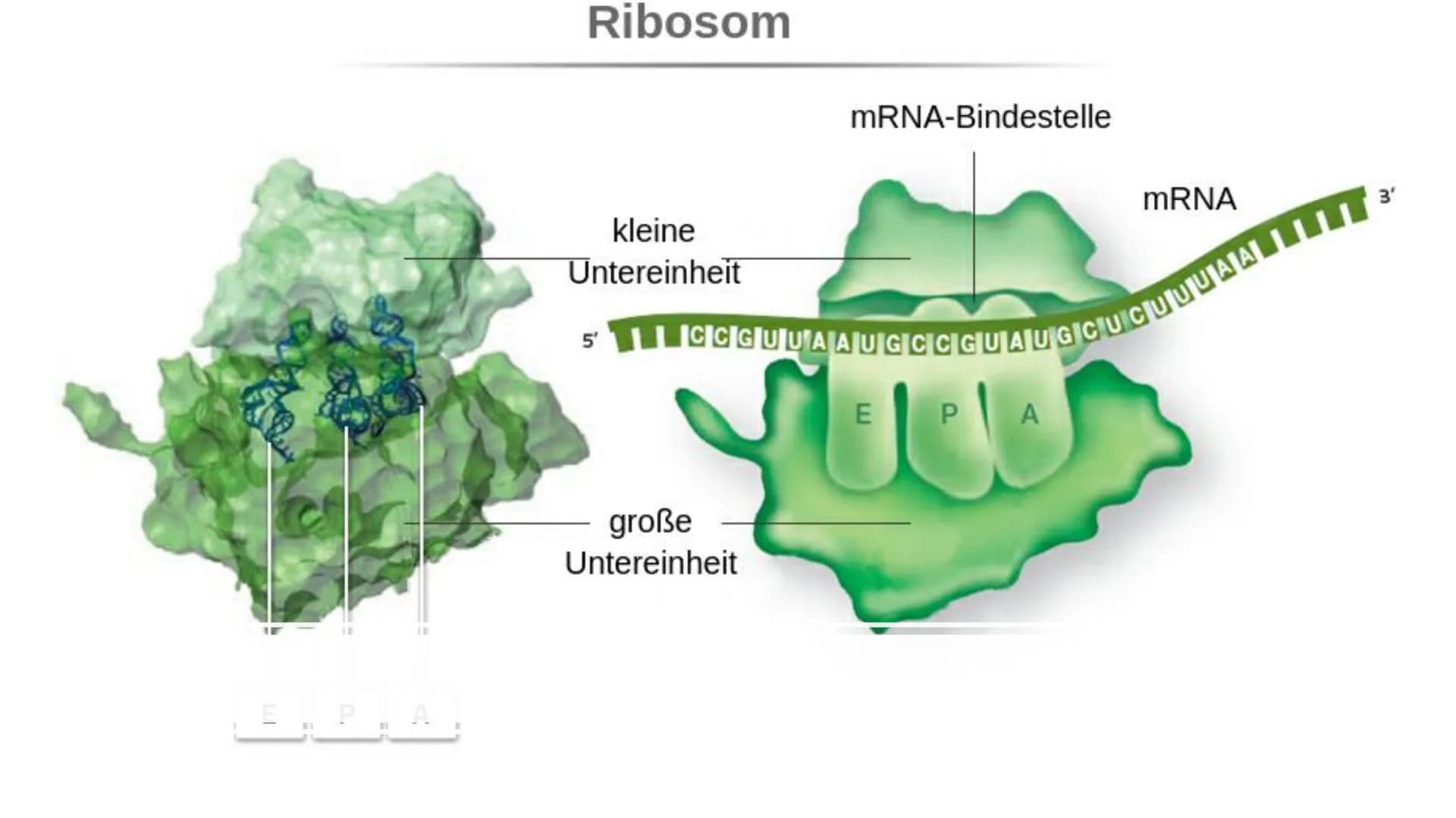 # Ribosome # Gliederung
* Vorkommen Ribosome
* Bau | Struktur
* Ribosonale Bindungsstelle
* Proteinbiosynthese
* Transkription
*