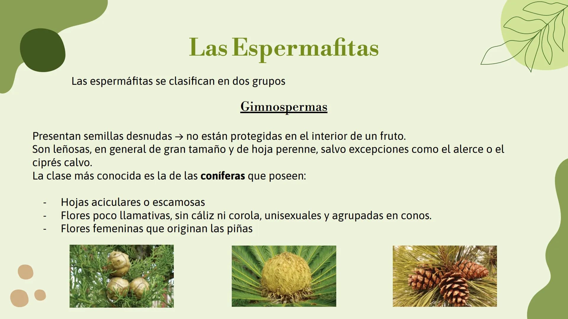 # Trabajo sobre
plantas
Raluca Mihaela Cuibaru Indice
Características generales
01. de las plantas
Función de nutrición en
03. plantas
F
