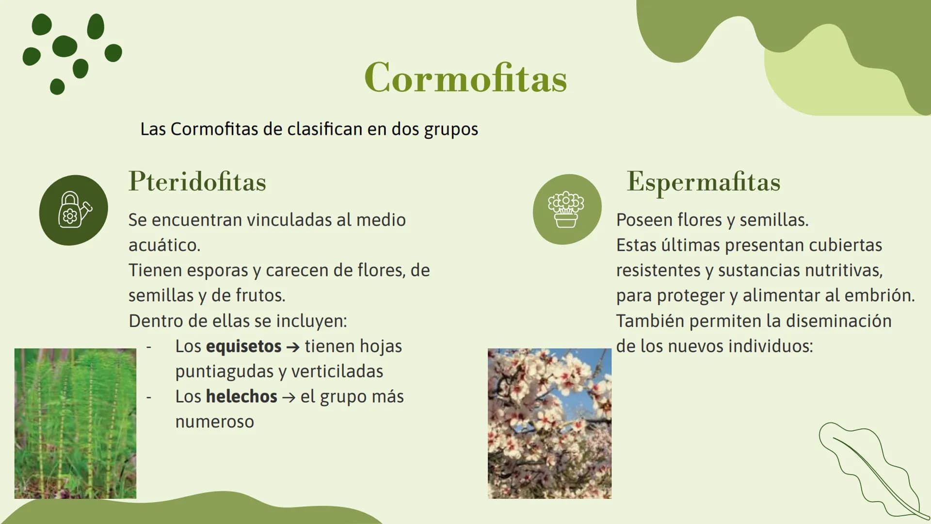 # Trabajo sobre
plantas
Raluca Mihaela Cuibaru Indice
Características generales
01. de las plantas
Función de nutrición en
03. plantas
F