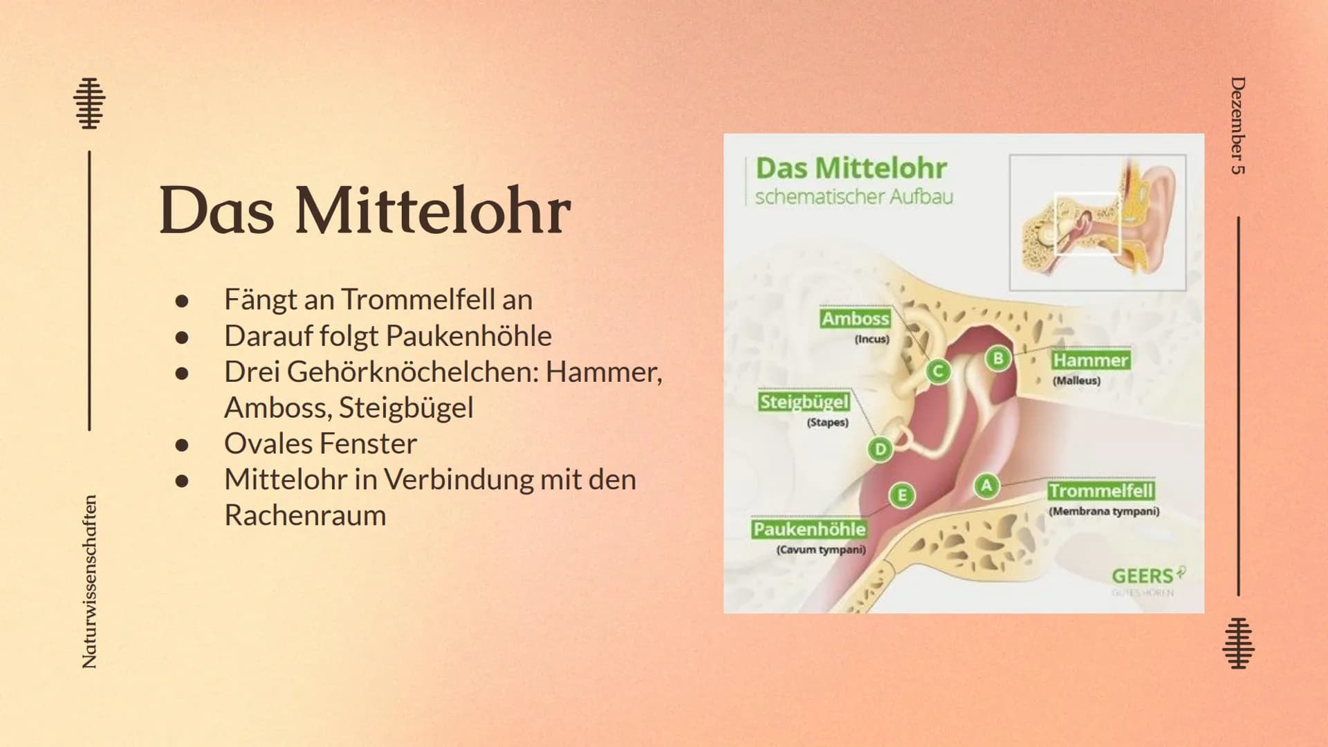 # Das Ohr
von: Madita Harting und Sarina Rohani
Das Ohr
November 22 Inhaltsverzeichnis
1. Das Ohr Aufbau
2. Das Außenohr
3. Das Innenohr