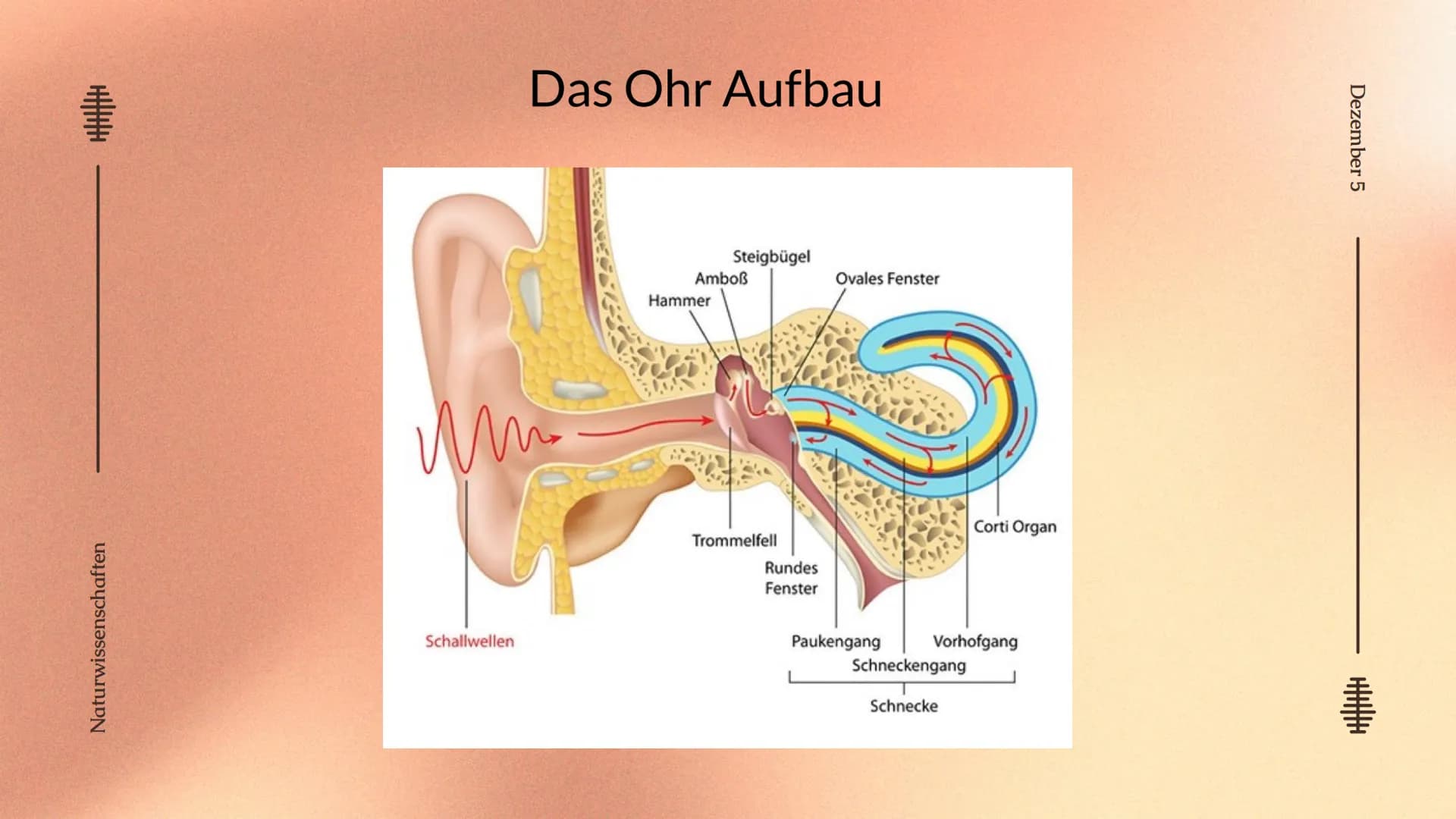 # Das Ohr
von: Madita Harting und Sarina Rohani
Das Ohr
November 22 Inhaltsverzeichnis
1. Das Ohr Aufbau
2. Das Außenohr
3. Das Innenohr