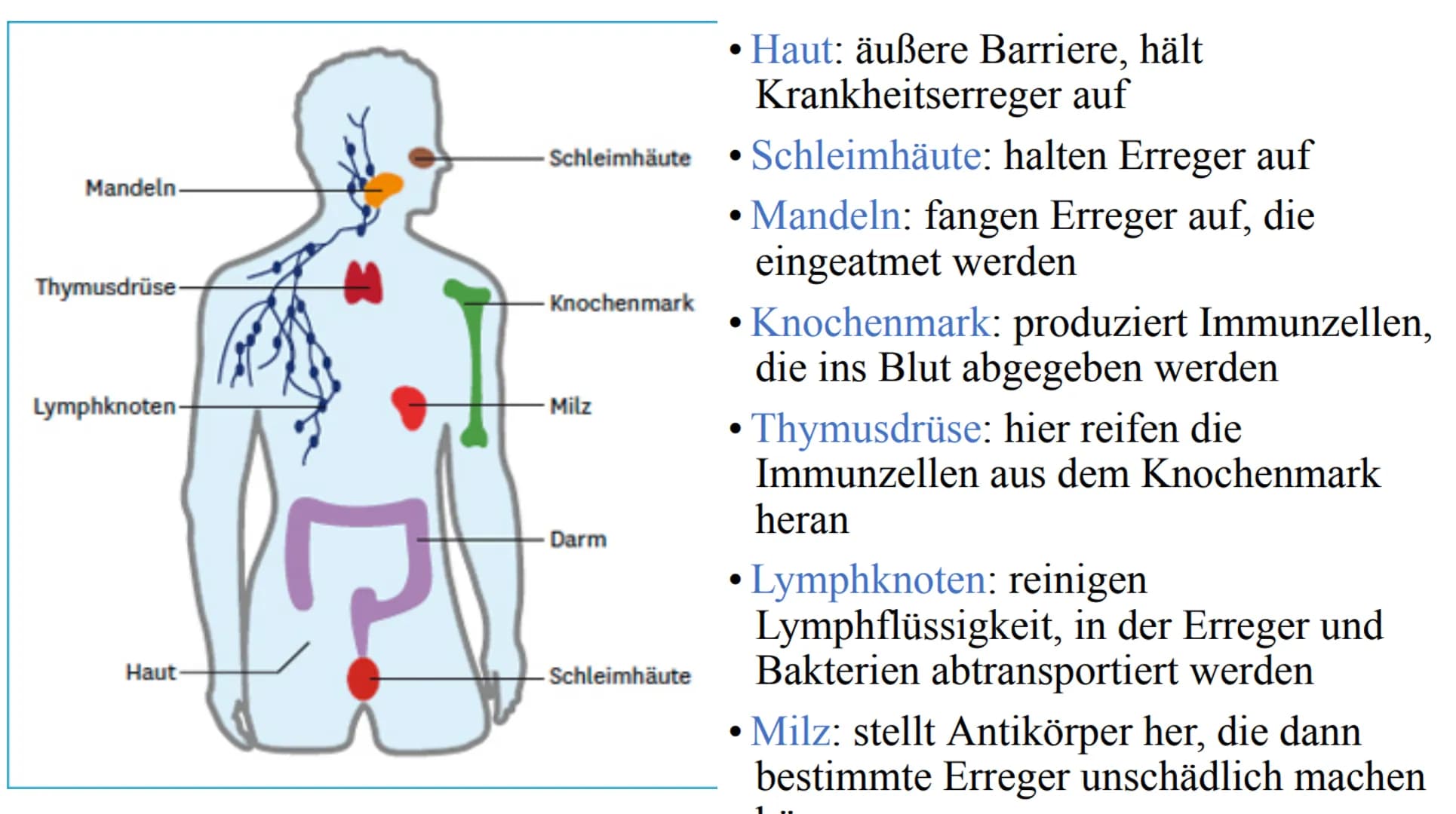 # Das Immunsystem # Das Immunsystem
ist das körpereigene, individuelle Abwehrsystem gegen schädlichen
Krankheitserreger
Der Begriff des 'I