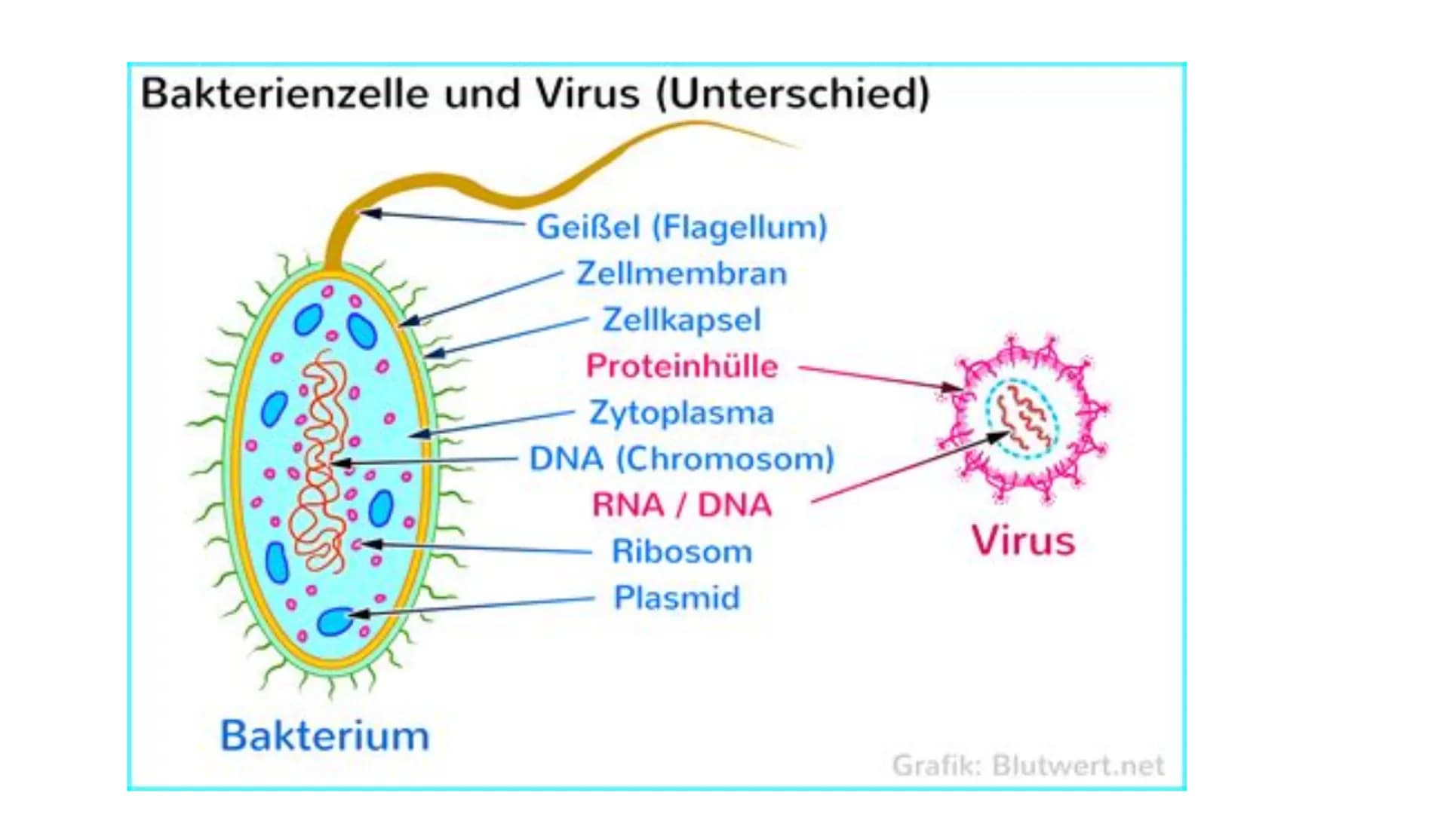# Das Immunsystem # Das Immunsystem
ist das körpereigene, individuelle Abwehrsystem gegen schädlichen
Krankheitserreger
Der Begriff des 'I