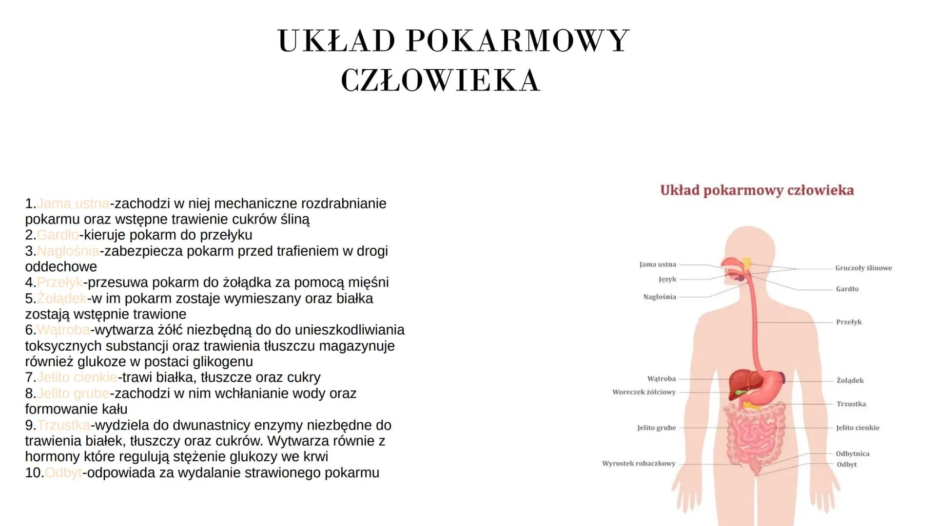 # UKŁAD POKARMOWY
# CZŁOWIEKA
1. Jama ustna-zachodzi w niej mechaniczne rozdrabnianie
pokarmu oraz wstępne trawienie cukrów śliną
2.Gardło-