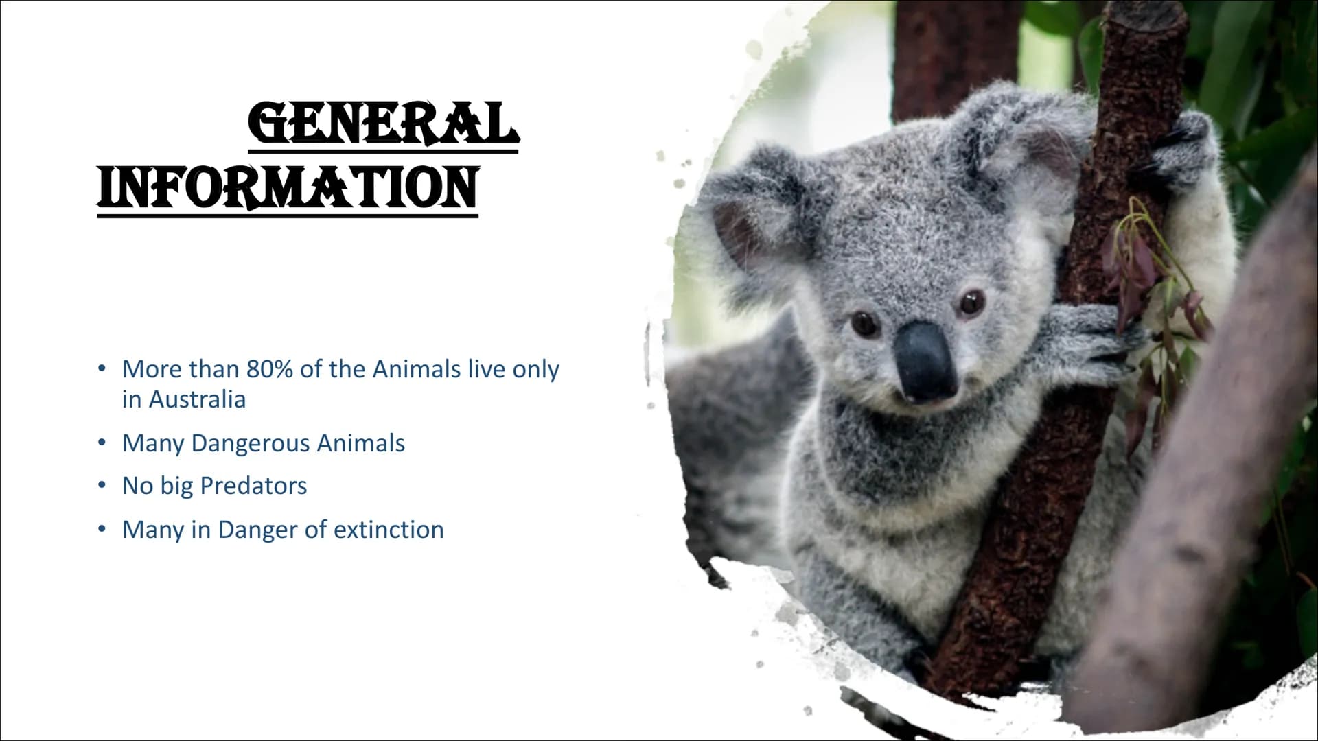 # AUSTRALIEN ANIMALS # CONTENTS
## TYPICAL ANIMALS
* Kangaroo
* Koala
* Wombat
* Dingo # CONTENTS
## DANGEROUS ANIMALS
- Taipan