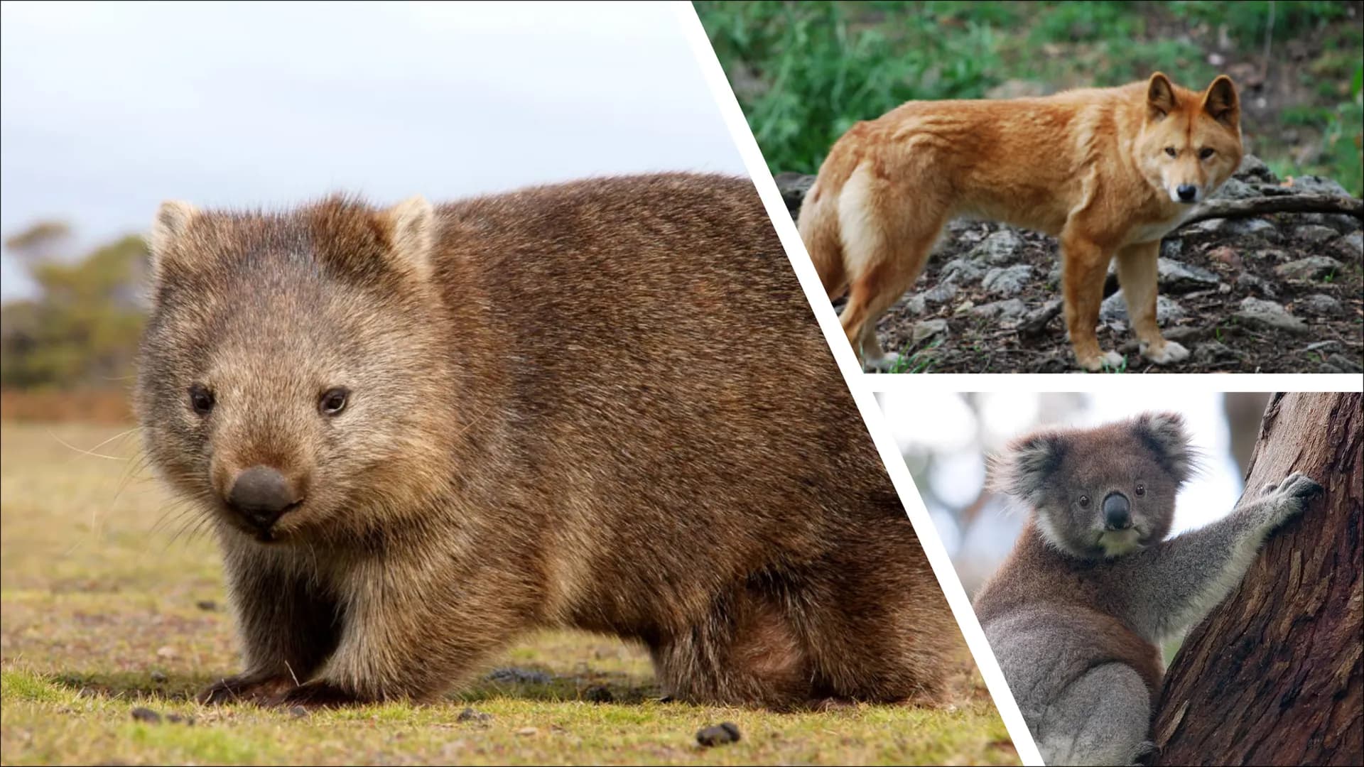 # AUSTRALIEN ANIMALS # CONTENTS
## TYPICAL ANIMALS
* Kangaroo
* Koala
* Wombat
* Dingo # CONTENTS
## DANGEROUS ANIMALS
- Taipan