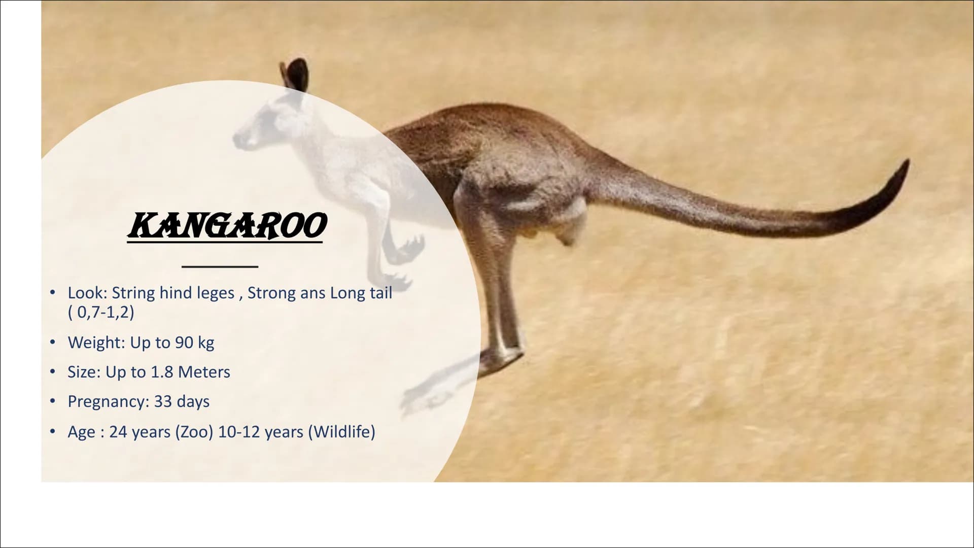 # AUSTRALIEN ANIMALS # CONTENTS
## TYPICAL ANIMALS
* Kangaroo
* Koala
* Wombat
* Dingo # CONTENTS
## DANGEROUS ANIMALS
- Taipan
