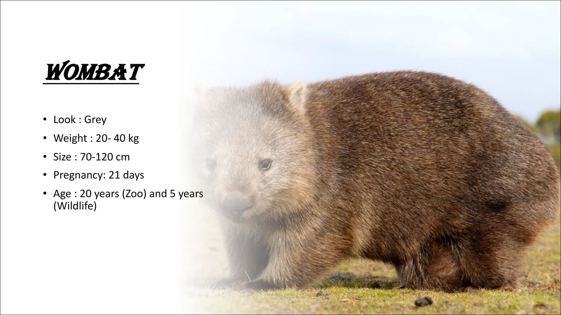 # AUSTRALIEN ANIMALS # CONTENTS
## TYPICAL ANIMALS
* Kangaroo
* Koala
* Wombat
* Dingo # CONTENTS
## DANGEROUS ANIMALS
- Taipan