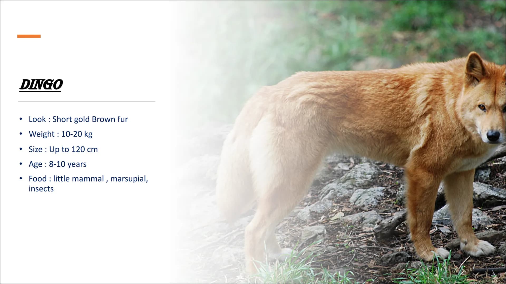 # AUSTRALIEN ANIMALS # CONTENTS
## TYPICAL ANIMALS
* Kangaroo
* Koala
* Wombat
* Dingo # CONTENTS
## DANGEROUS ANIMALS
- Taipan