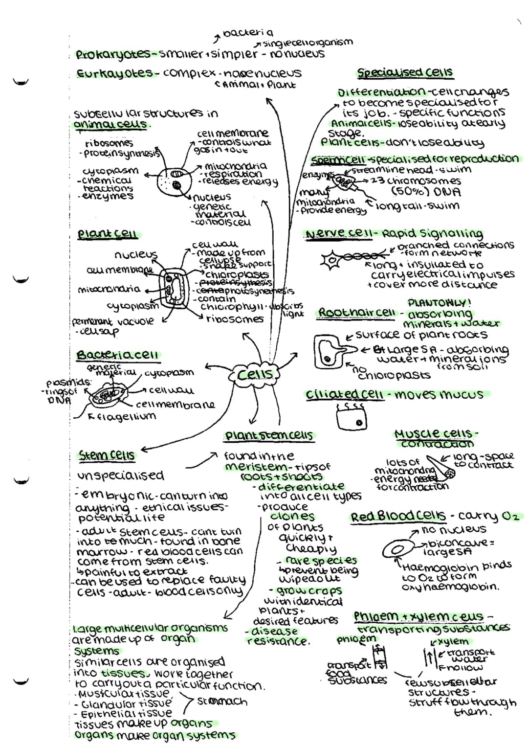 * bacteria
* singlecellorganism
Prokaryotes-smaller simpler - nonucleus
Eurkayotes-complex-nasenucieus
cammal Plant
subeellu lar