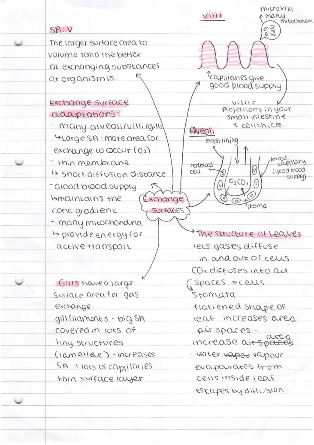 * bacteria
* singlecellorganism
Prokaryotes-smaller simpler - nonucleus
Eurkayotes-complex-nasenucieus
cammal Plant
subeellu lar