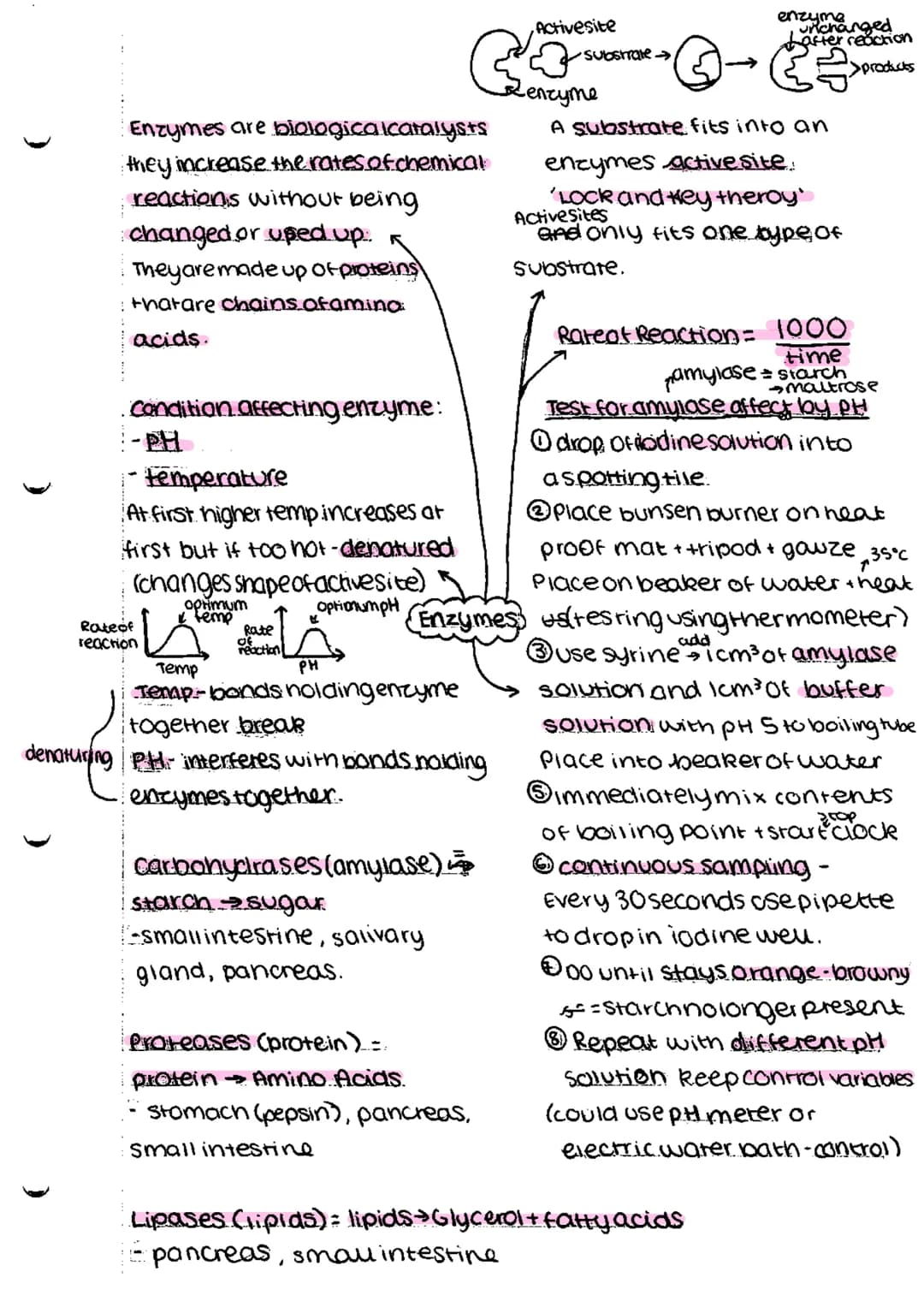 * bacteria
* singlecellorganism
Prokaryotes-smaller simpler - nonucleus
Eurkayotes-complex-nasenucieus
cammal Plant
subeellu lar