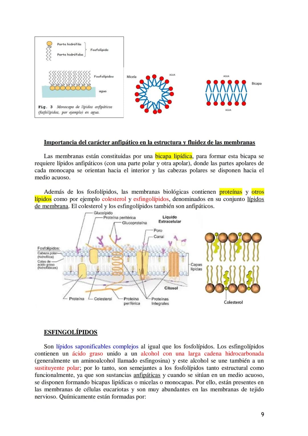 TEMA 3.- LÍPIDOS
1. Generalidades: Composición química, funciones generales (energética, estructural
y biocatalizadora).y clasificación: lí