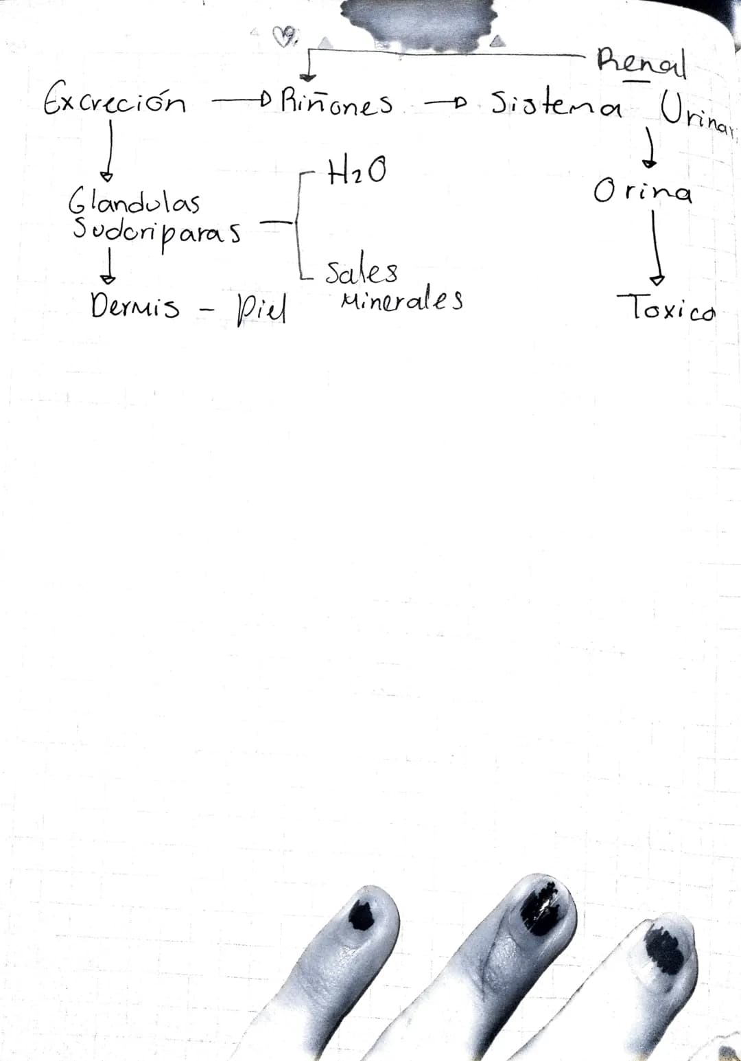 Renal
Excreción Riñones Sistema Urinar
Glandulasias
Sudoriparas
↓
H20
Dermis - Piel
Sales
Minerales
↓
Orina
Toxico feb 02 2023
「Gl