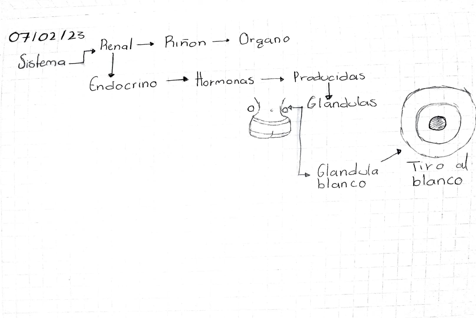 Renal
Excreción Riñones Sistema Urinar
Glandulasias
Sudoriparas
↓
H20
Dermis - Piel
Sales
Minerales
↓
Orina
Toxico feb 02 2023
「Gl