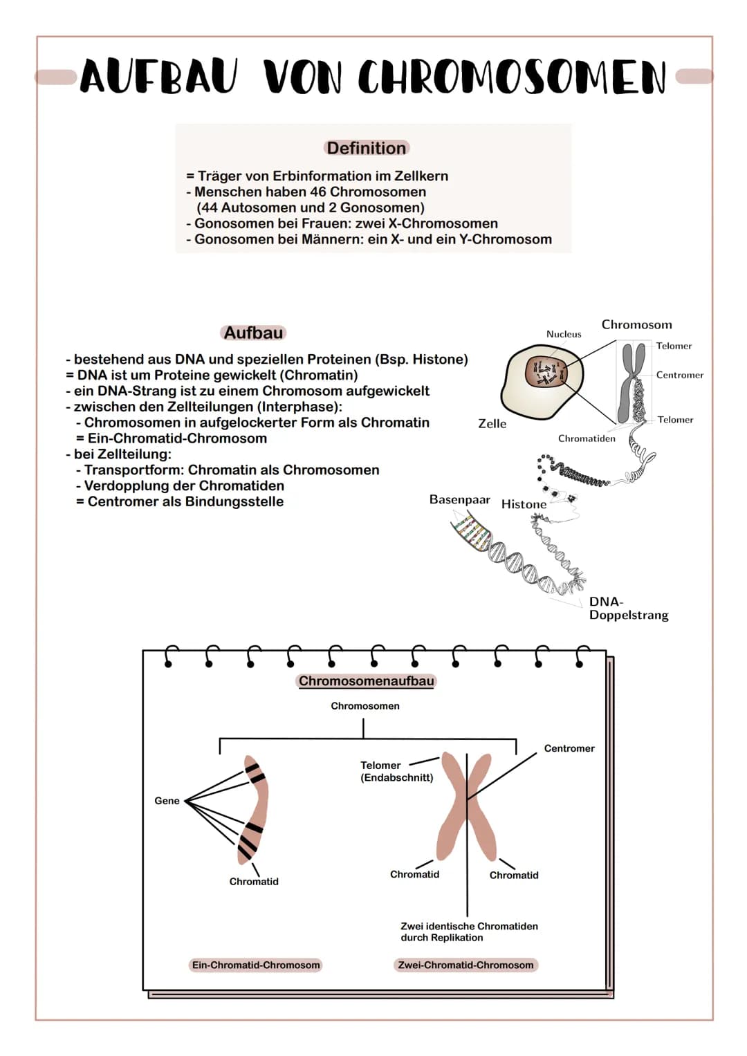 # AUFBAU VON CHROMOSOMEN
Definition
= Träger von Erbinformation im Zellkern
- Menschen haben 46 Chromosomen
(44 Autosomen und 2 Gonosome