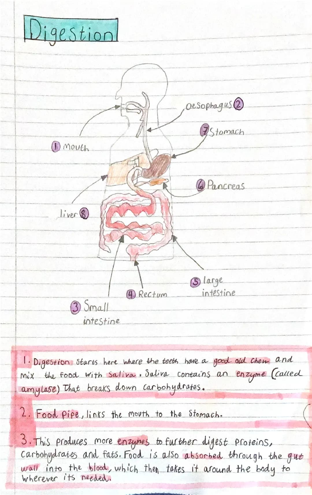 # Digestion
Mouth
Liver
Oesophagus
Stomach
Pancreas
4 Rectum
large
intestine
③ Small
intestine
1. Digestion Starts here where the t