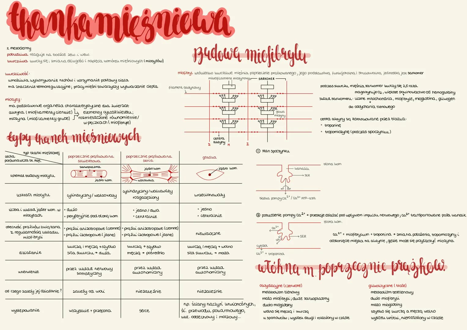 # thanka mięśniewa
z mesodermy
pobudliwa reaguje na bodice zew. i wew.
uurczliwa wurczy się, zmiana długości i napięcia uomóreu mięśniowych