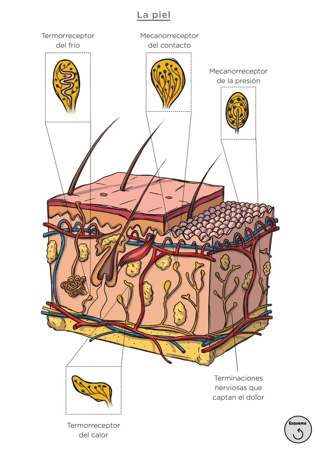 Órganos, aparatos
y sistemas en el ser humano
Para la función
de nutrición
Aparato
digestivo
Sistema
linfático
Aparato
respiratorio
Apa