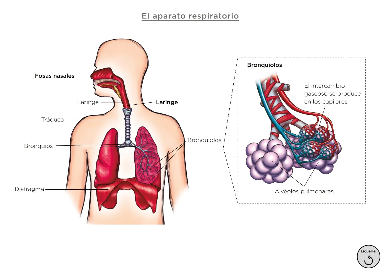 Órganos, aparatos
y sistemas en el ser humano
Para la función
de nutrición
Aparato
digestivo
Sistema
linfático
Aparato
respiratorio
Apa