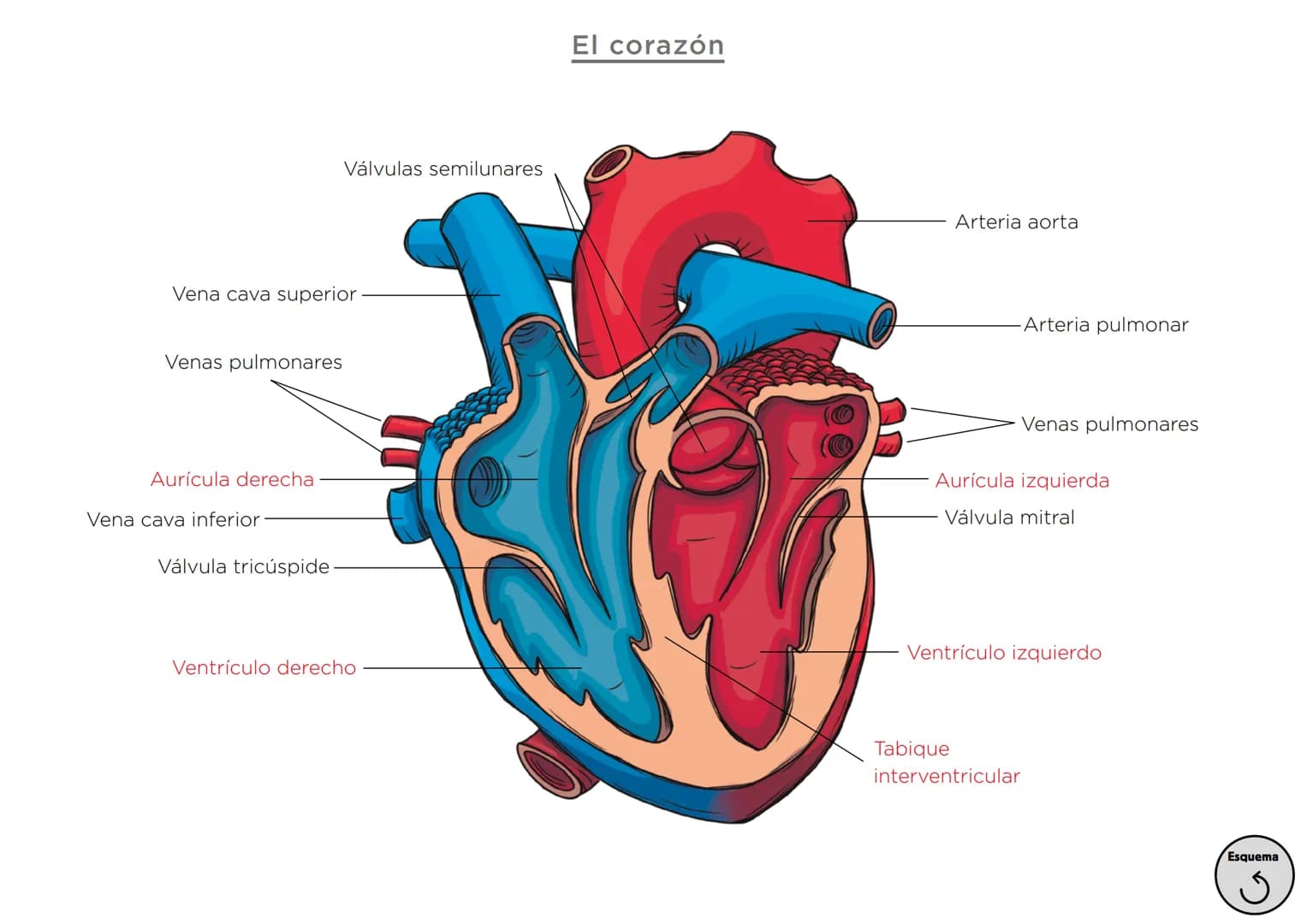 Órganos, aparatos
y sistemas en el ser humano
Para la función
de nutrición
Aparato
digestivo
Sistema
linfático
Aparato
respiratorio
Apa