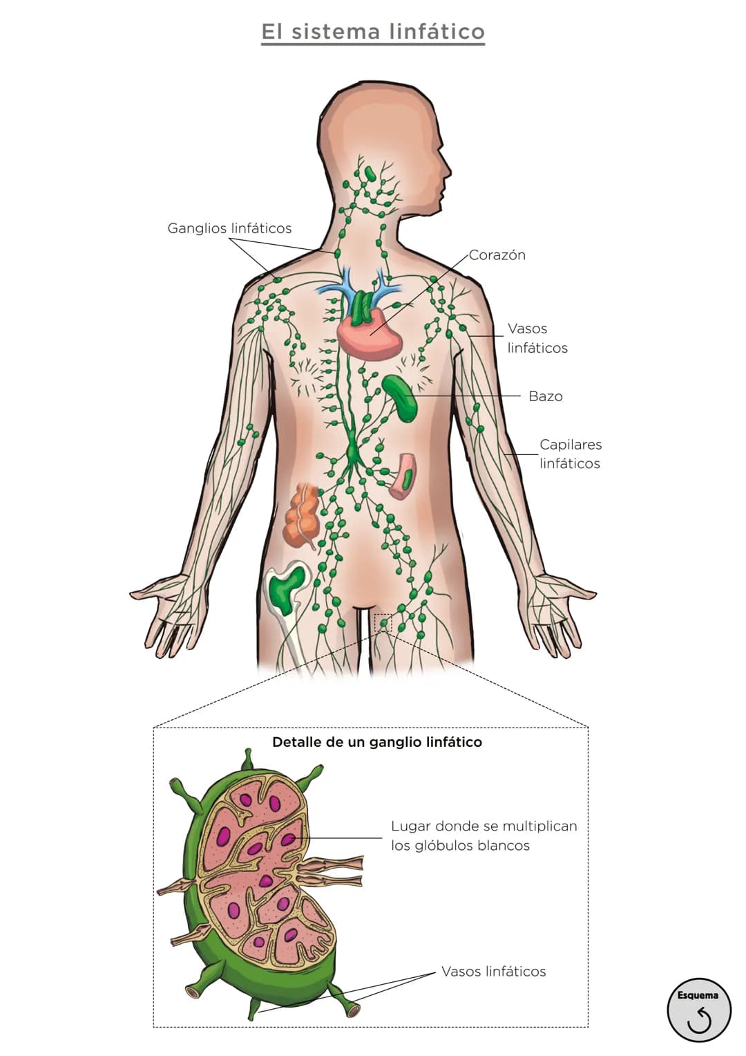 Órganos, aparatos
y sistemas en el ser humano
Para la función
de nutrición
Aparato
digestivo
Sistema
linfático
Aparato
respiratorio
Apa