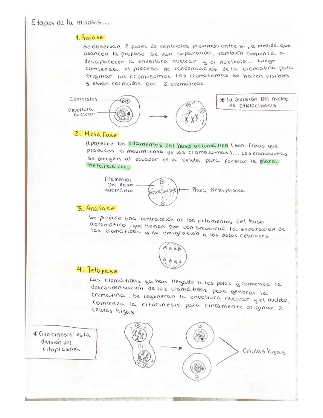# Division celular (ciclo celular)
Son el conjunto de procesos que se realizan desoe que se origina una
Celula, hasta el momento de entrar