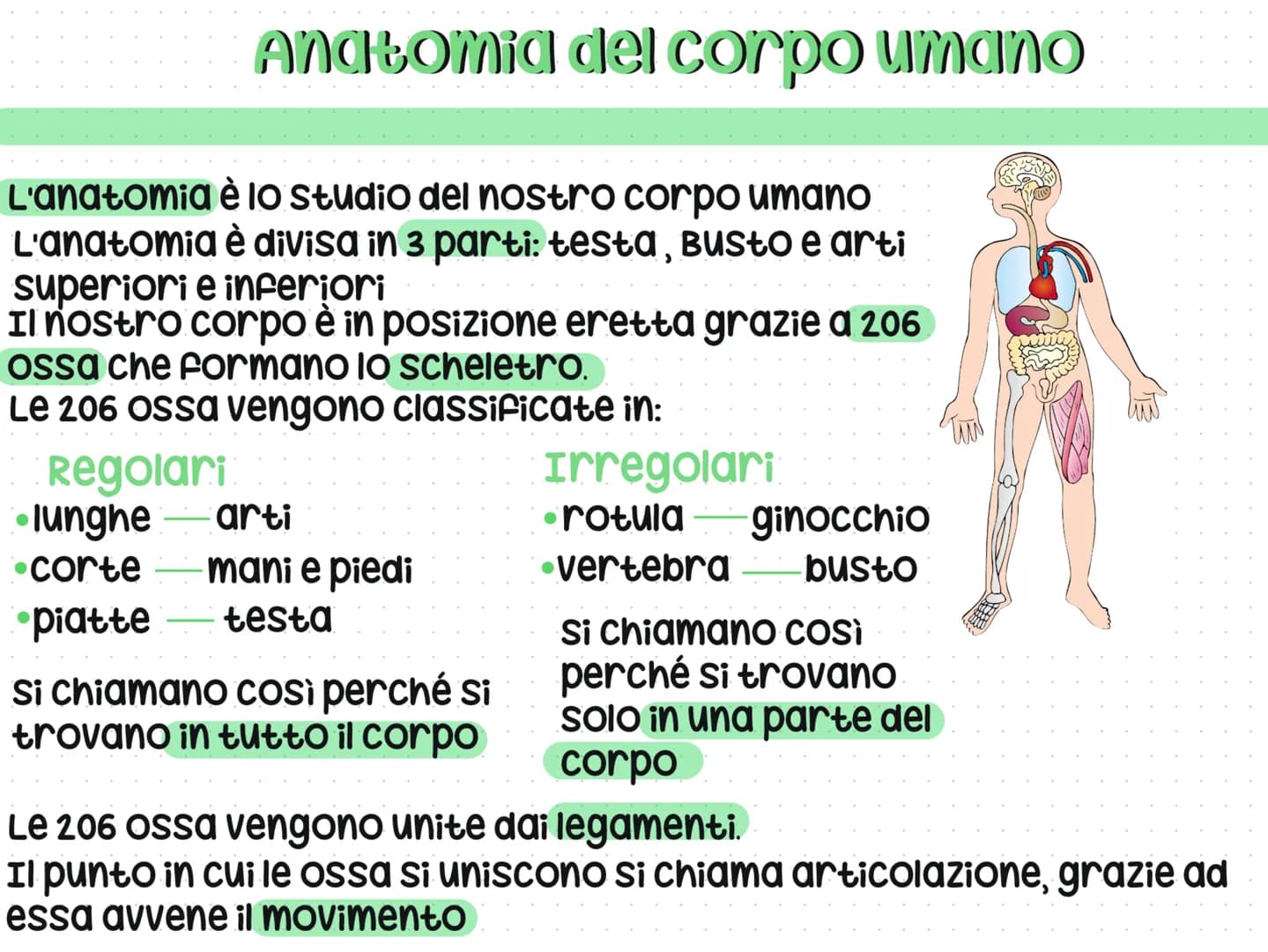 # Anatomia del corpo umano
L'anatomia è lo studio del nostro corpo umano
L'anatomia è divisa in 3 parti: testa, Busto e arti
superiori e in