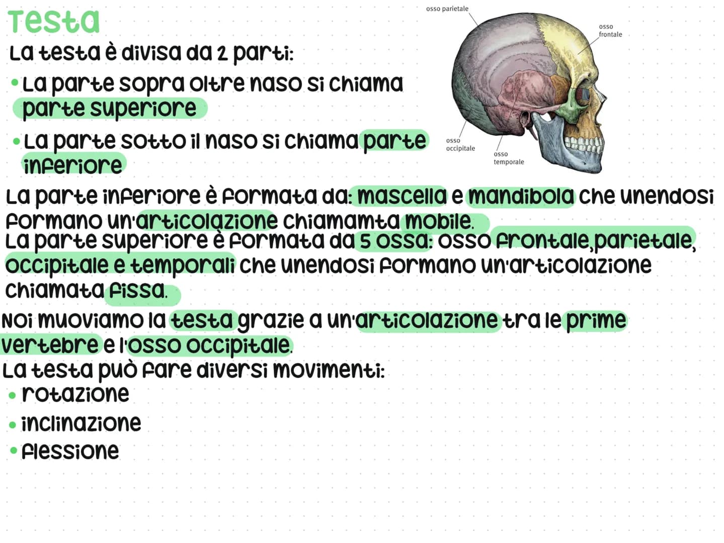 # Anatomia del corpo umano
L'anatomia è lo studio del nostro corpo umano
L'anatomia è divisa in 3 parti: testa, Busto e arti
superiori e in