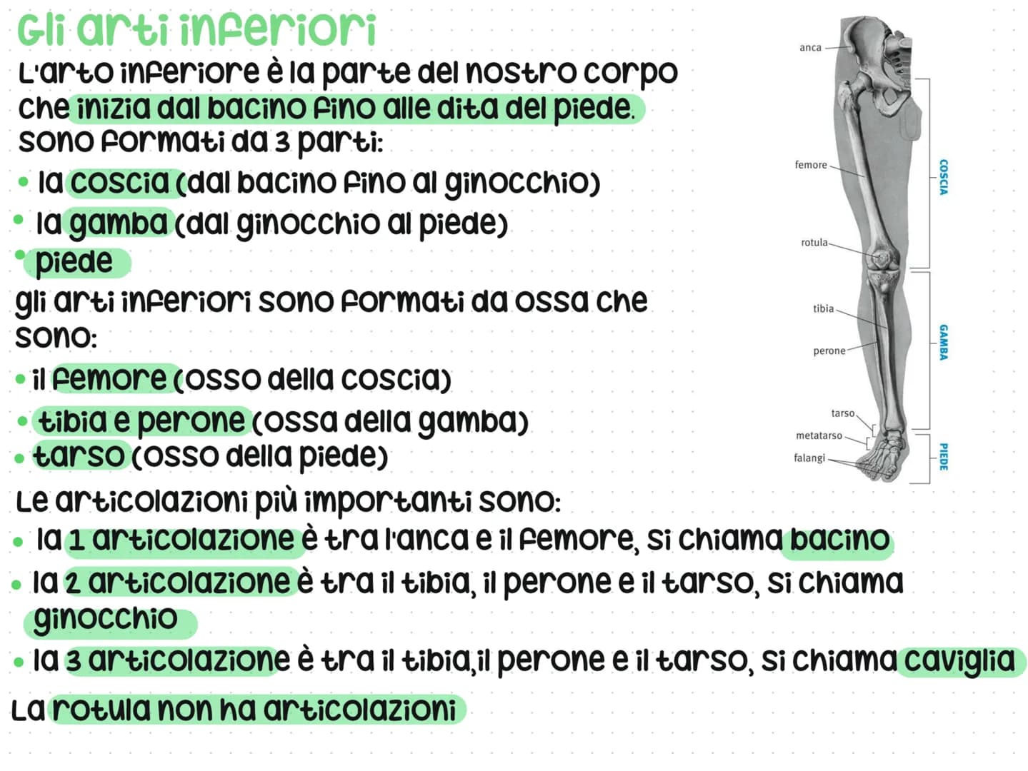 # Anatomia del corpo umano
L'anatomia è lo studio del nostro corpo umano
L'anatomia è divisa in 3 parti: testa, Busto e arti
superiori e in
