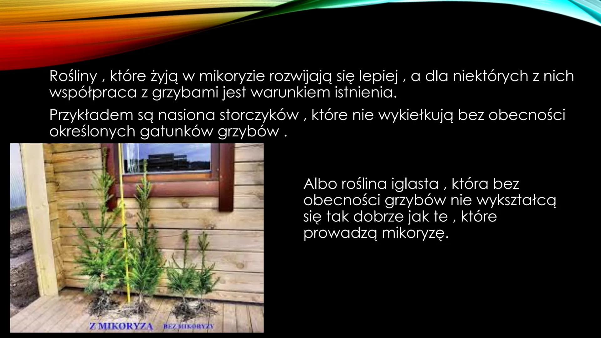 # NIEANTAGONISTYCZNE
# ZALEŻNOŚCI MIĘDZY GATUNKAMI Zależności dodatnie, zwane również nieantagonistycznymi – są to
zależności, które :
*
