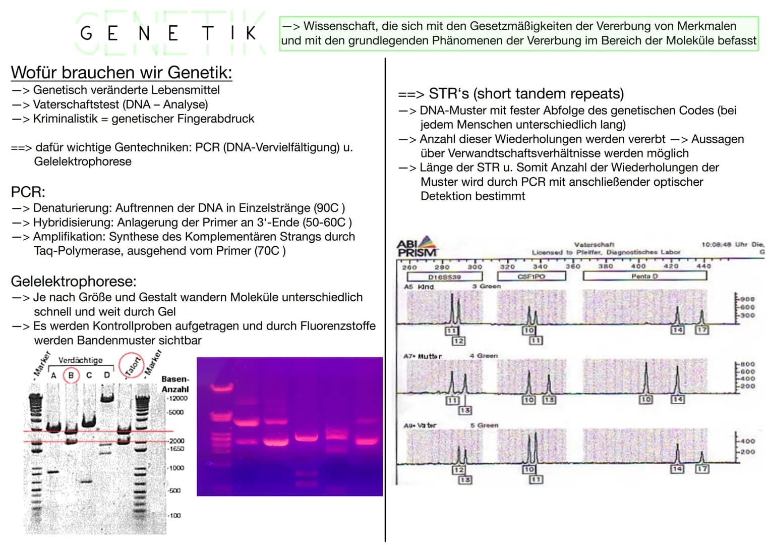 # GENETIK
Wofür brauchen wir Genetik:
-> Genetisch veränderte Lebensmittel
-> Vaterschaftstest (DNA – Analyse)
-> Kriminalistik = genetisch