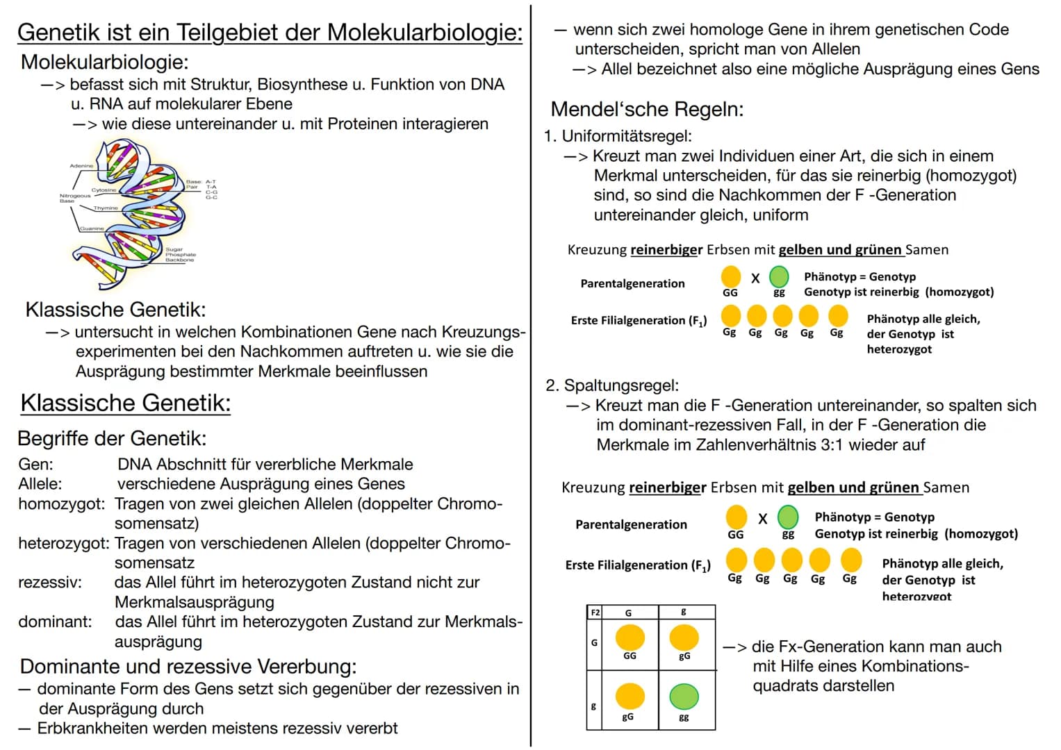 # GENETIK
Wofür brauchen wir Genetik:
-> Genetisch veränderte Lebensmittel
-> Vaterschaftstest (DNA – Analyse)
-> Kriminalistik = genetisch