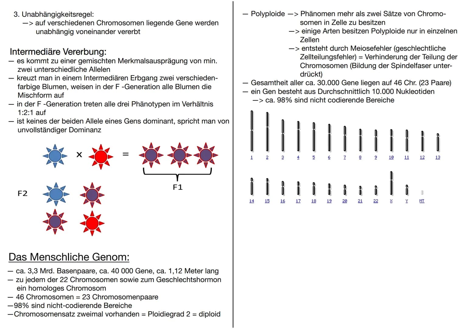 # GENETIK
Wofür brauchen wir Genetik:
-> Genetisch veränderte Lebensmittel
-> Vaterschaftstest (DNA – Analyse)
-> Kriminalistik = genetisch