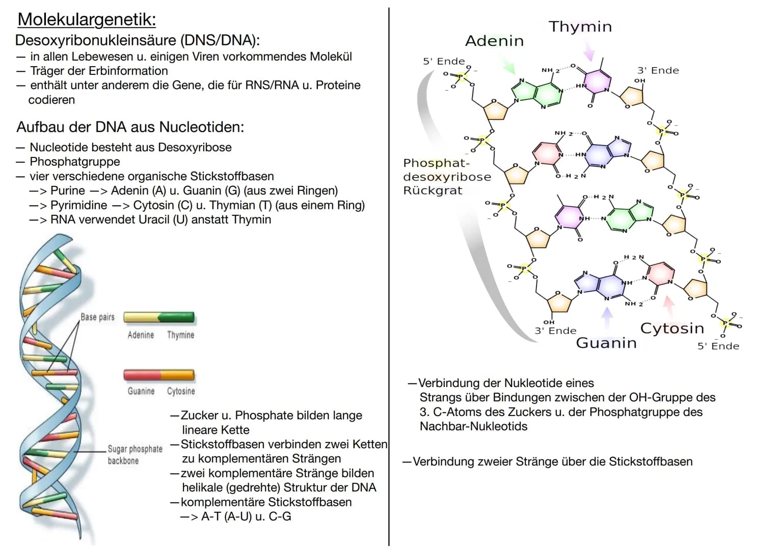 # GENETIK
Wofür brauchen wir Genetik:
-> Genetisch veränderte Lebensmittel
-> Vaterschaftstest (DNA – Analyse)
-> Kriminalistik = genetisch
