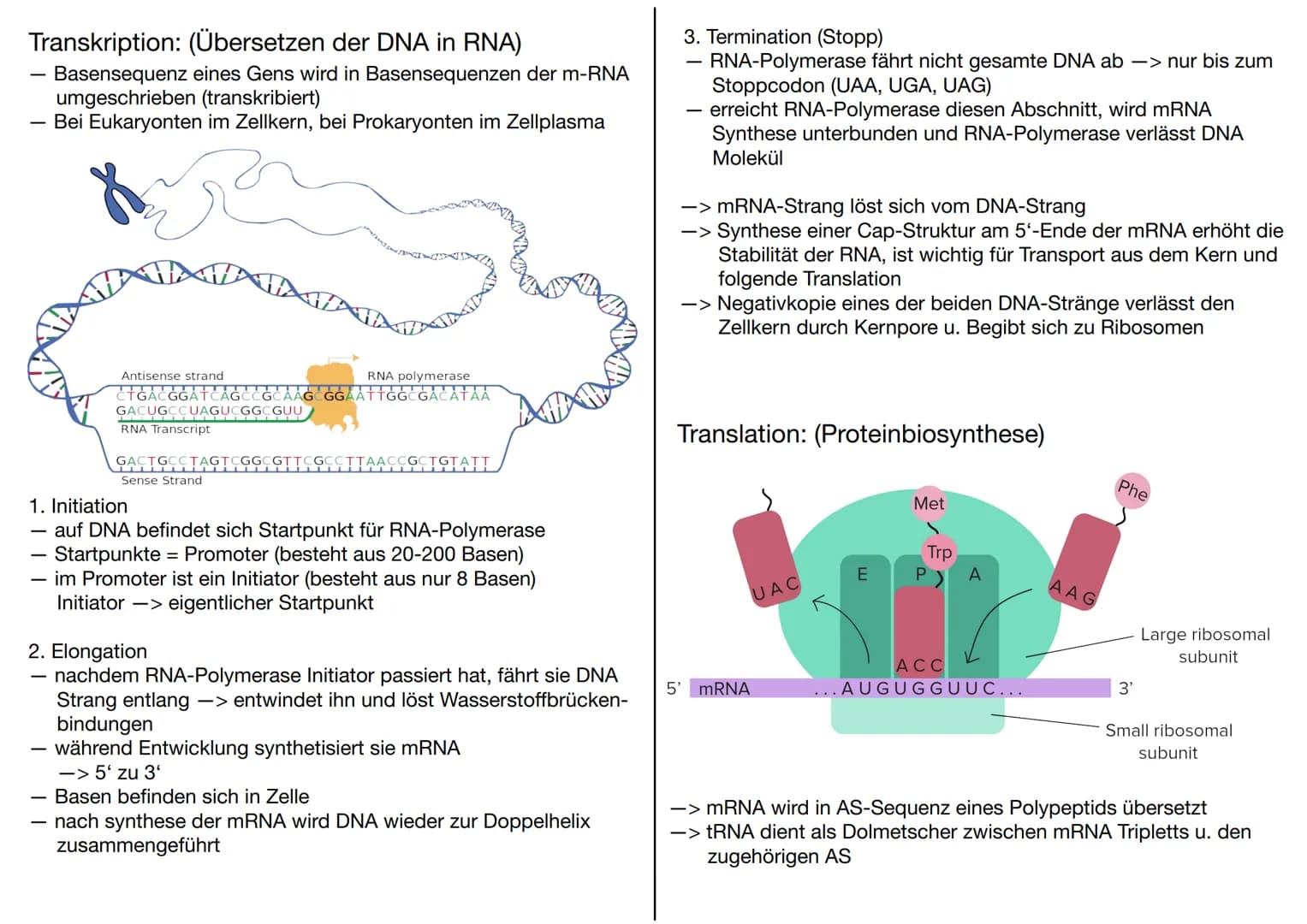 # GENETIK
Wofür brauchen wir Genetik:
-> Genetisch veränderte Lebensmittel
-> Vaterschaftstest (DNA – Analyse)
-> Kriminalistik = genetisch