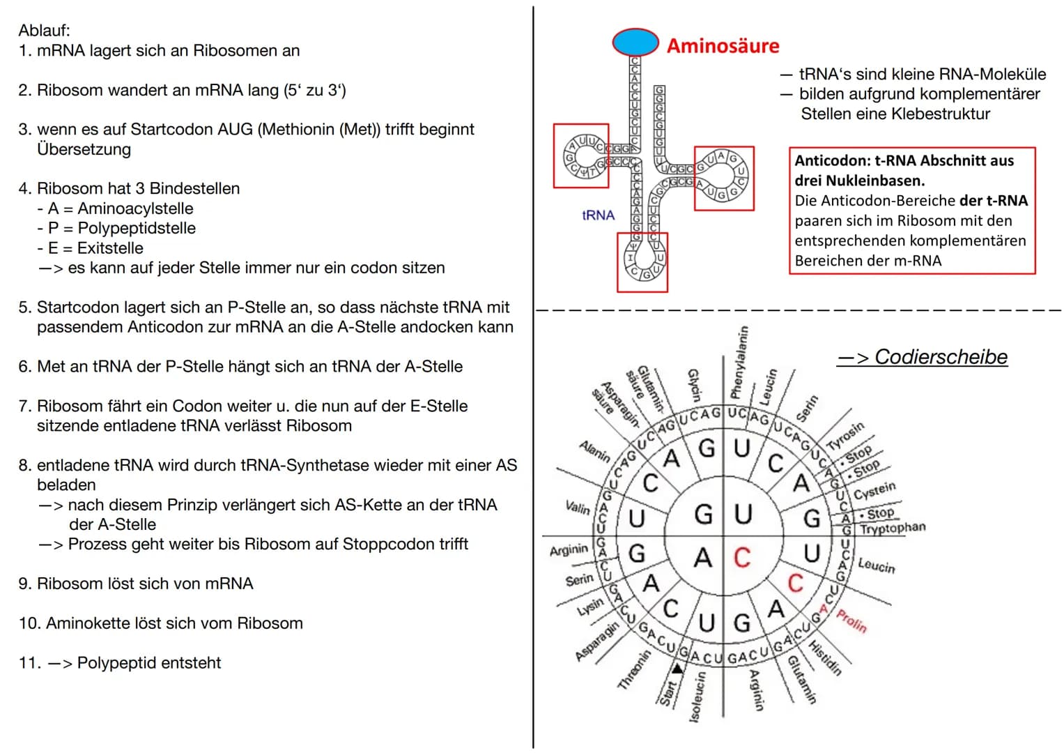 # GENETIK
Wofür brauchen wir Genetik:
-> Genetisch veränderte Lebensmittel
-> Vaterschaftstest (DNA – Analyse)
-> Kriminalistik = genetisch