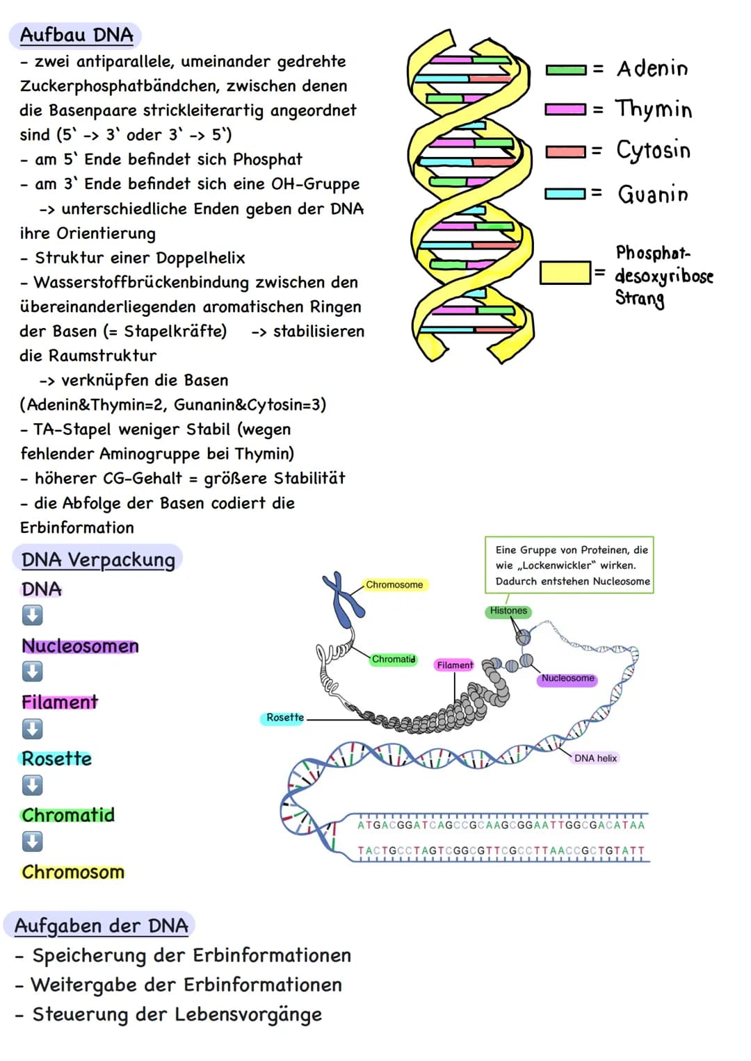 Genetik # Übersicht
Zytologie
Aufbau DNA
DNA-Replikation
Proteinbiosynthese
Transkription
Translation
Code Sonne
Genregulation
Substra