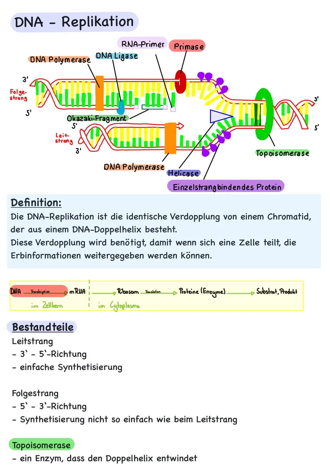 Genetik # Übersicht
Zytologie
Aufbau DNA
DNA-Replikation
Proteinbiosynthese
Transkription
Translation
Code Sonne
Genregulation
Substra
