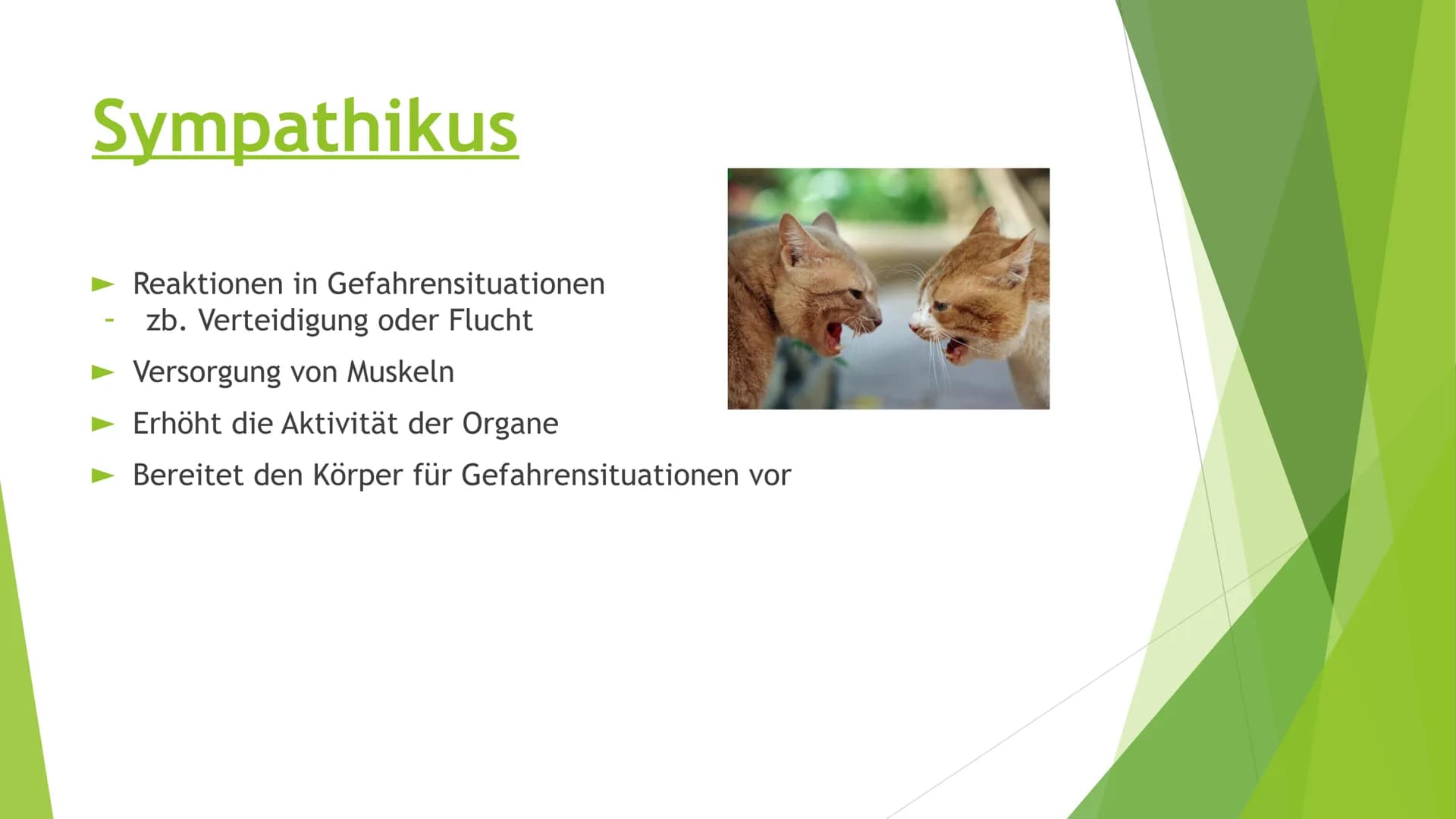 # Nervensysteme # Inhaltsverzeichnis
- Nervensystem/ Nervenzellen
- Zentrale Nervensystem
- Periphere Nervensystem
- Somatische Nervensyste